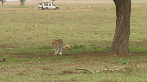Leopard Stock Footage 10591271