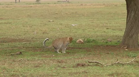 Leopard Stock Footage 10591322