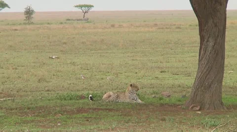 Leopard Stock Footage 10591487