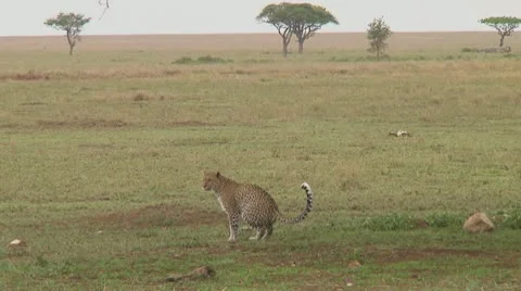 Leopard Stock Footage 10591661
