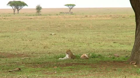 Leopard Stock Footage 10744312