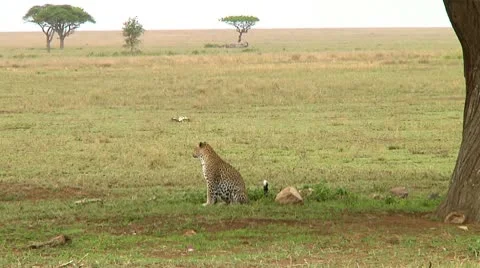 Leopard Stock Footage 10744338