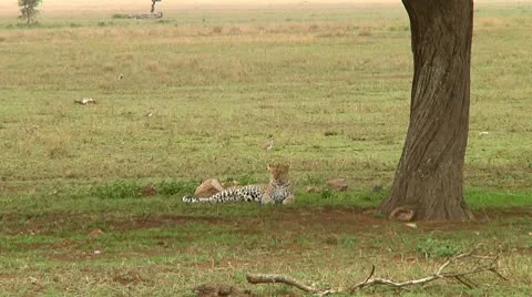 Leopard Stock Footage 10744402