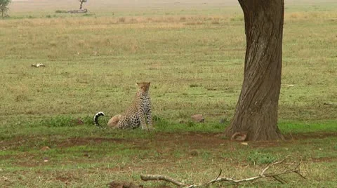 Leopard Stock Footage 10744748