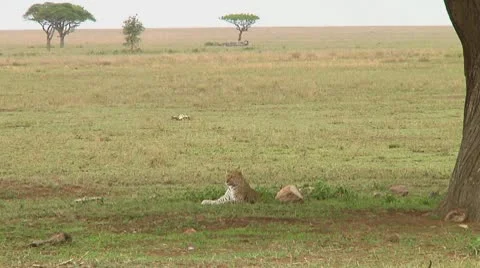 Leopard Video stock 10751998