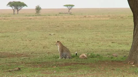 Leopard Stock Footage 10752028