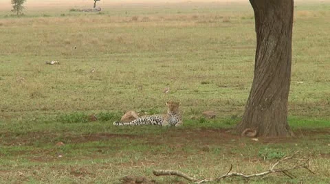 Leopard Stock Footage 10752333