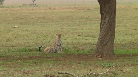 Leopard Stock Footage 10752388