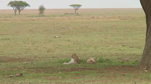 Leopard Stock Footage 10756649