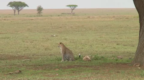 Leopard Stock Footage 10756655