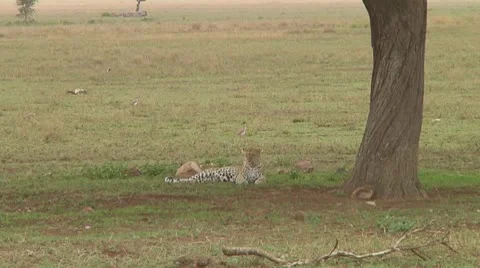 Leopard Stock Footage 10756670