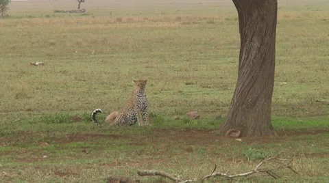 Leopard Stock Footage 10756689