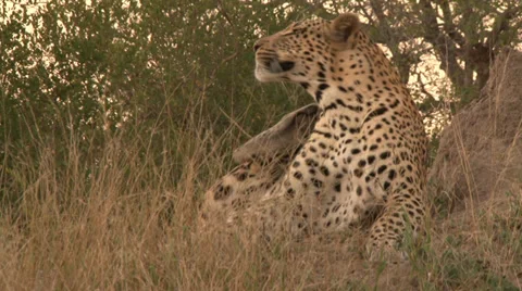 Leopard Stock-Footage 33466411