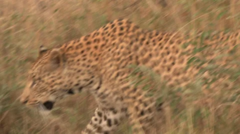 Leopard Stock-Footage 33466414