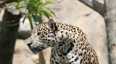 Leopard 库存影片 58145740