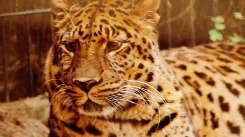 Leopard Video stock 99099968