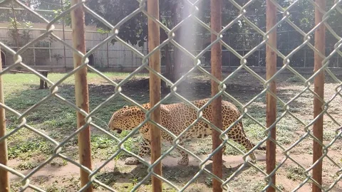 Leopard Stock Footage 118245868