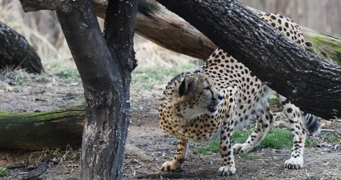 Leopard Stock Footage 120760919