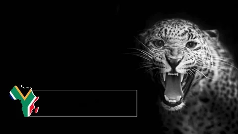 Leopard 動画素材 153489543