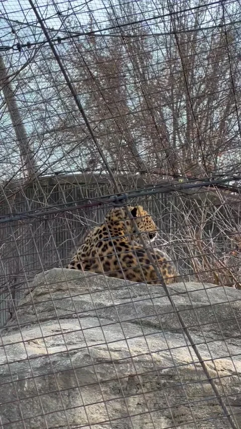 Leopard Stock Footage 169128061