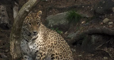 Leopard Stock Footage 172539759