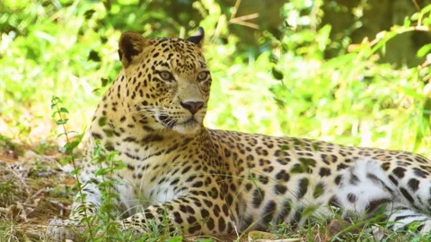 A leopard Video stock 202624766