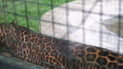 A  Leopard Stock Footage 229822137