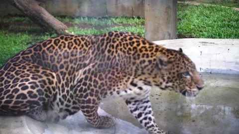 Leopard Stock Footage 229822141