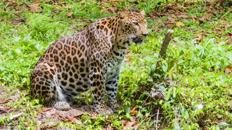 Leopard Video stock 241705057