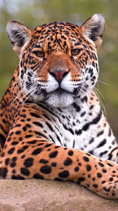 Leopard Stock Footage 332606302