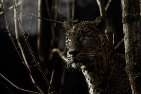 Leopard in forest in night Stock Photos