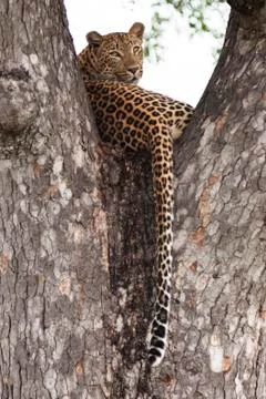Leopard in fork of tree looking back Stock Photos
