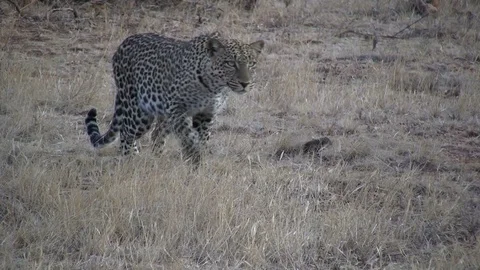 A leopard freezes suddenly while stalking a gazelle during a hunt Stock Footage 98593554