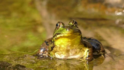 Leopard frog and his beautiful pattern 4k Stock Footage 84176434