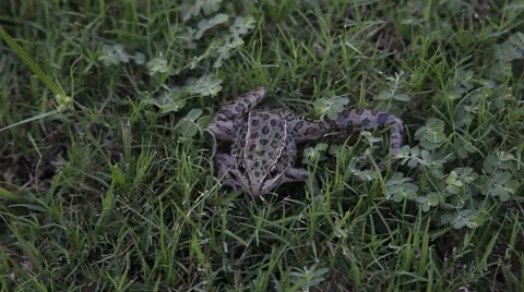 Leopard Frog with broken leg. Vidéo 67424537