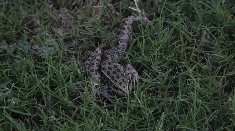 Leopard frog with broken leg. Stockbeeldmateriaal 67424546