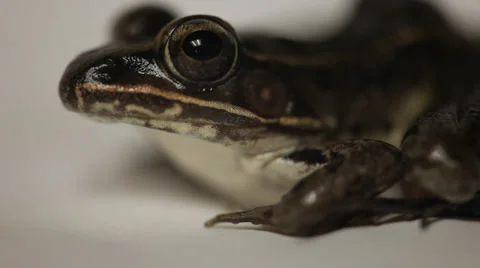 Leopard frog up close Vidéo 34781169