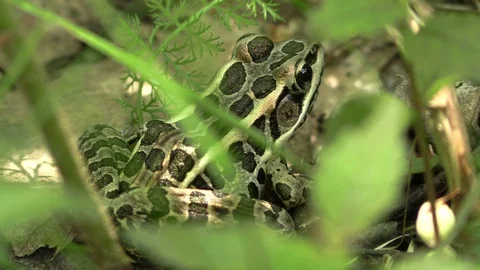 Leopard frog on forest floor jumps away Stock Footage 116753241