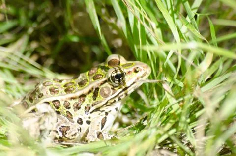 Leopard Frog in the grass Фото