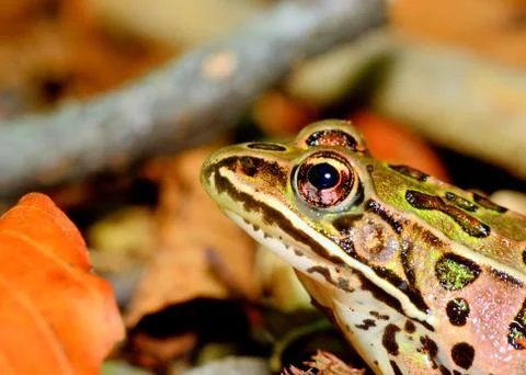 Leopard frog Stock Photos