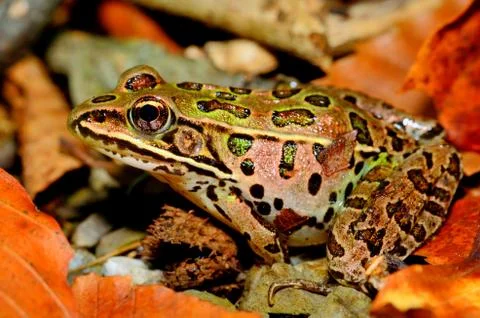 Leopard frog Stock Photos