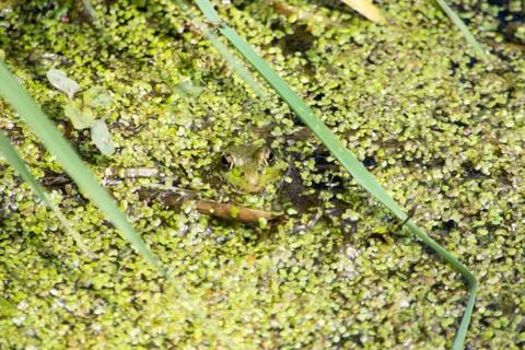 Leopard frog Stock Photos