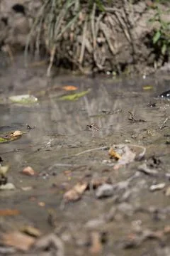 Leopard Frog Stock Photos