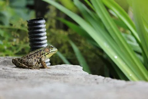 Leopard Frog Stock Photos