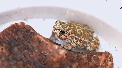 Leopard Frog, (Rana pipiens) Stock Footage 24720511