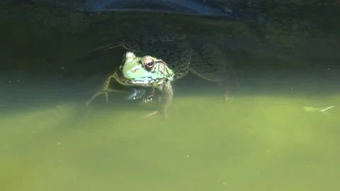 A Leopard frog at rest in a pond. Stockbeeldmateriaal 208890813
