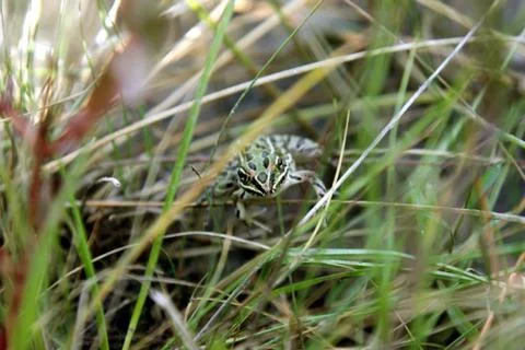 Leopard frog sitting in grass Stock Photos