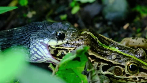 Leopard frog, still alive, being eaten by snake Stock Footage 321691967