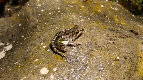 Leopard frog on wet rock Video stock 79664955