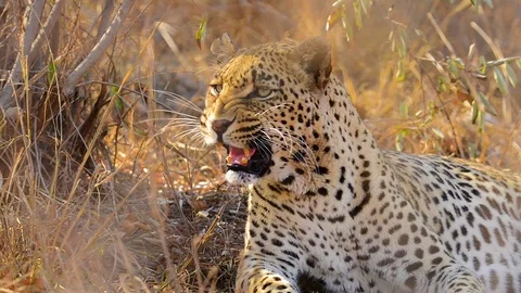 Leopard frustrated with flies Stock Footage 70698334
